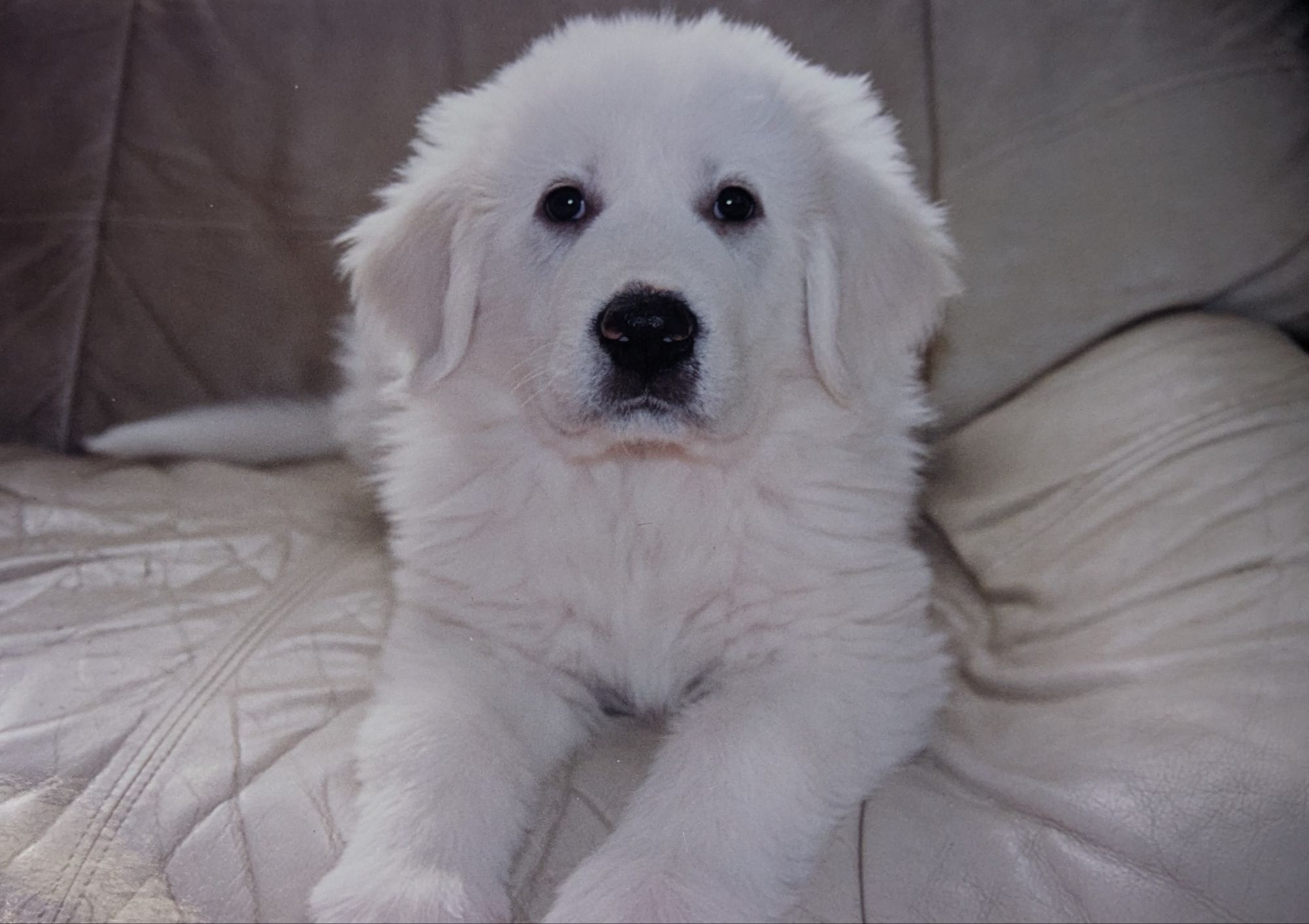 ソファの上でまっすぐこちらを見つめるグレートピレニーズの仔犬プリン