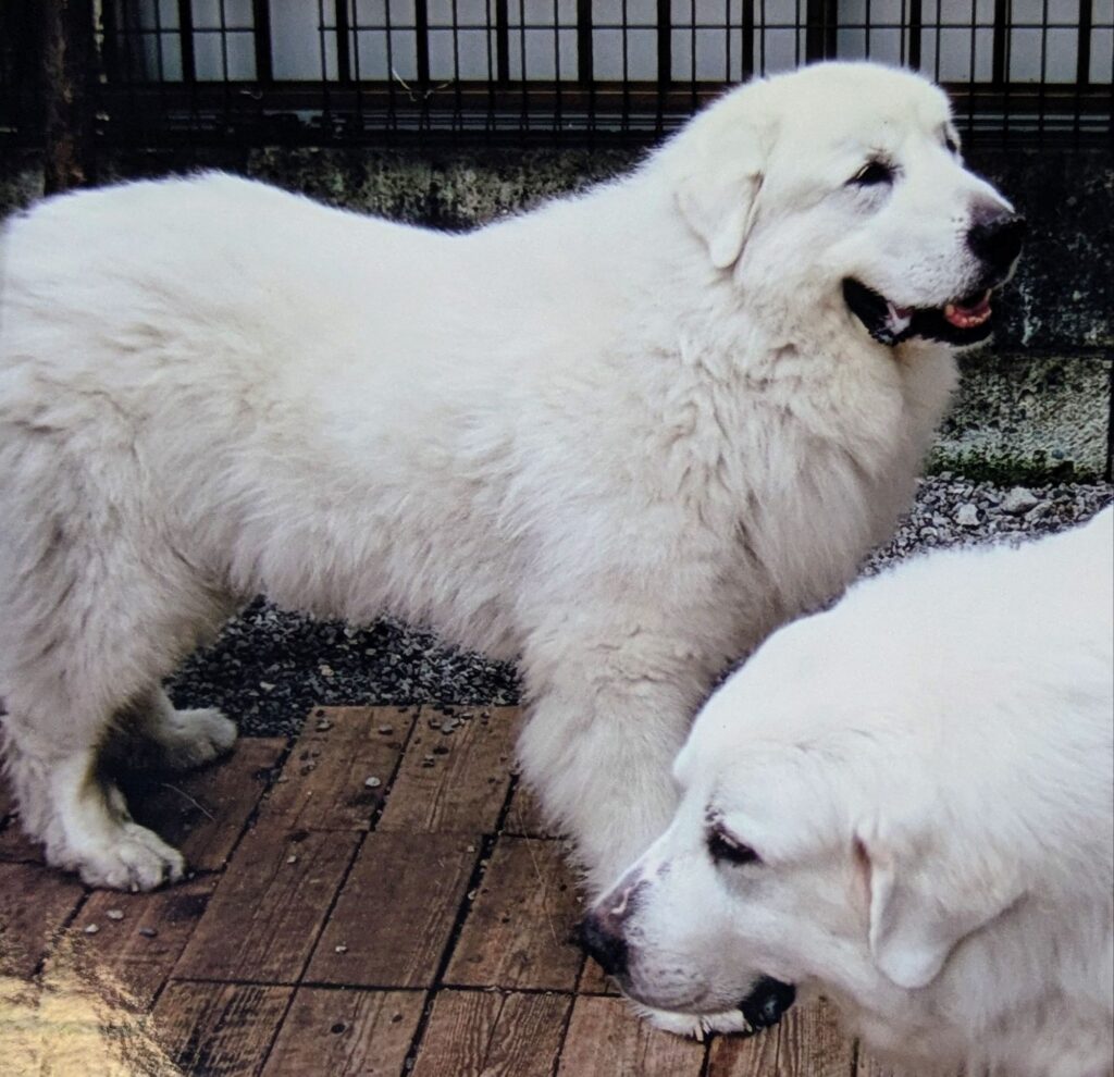 妹のプリンと並んで立つバロン。穏やかな表情の二頭。