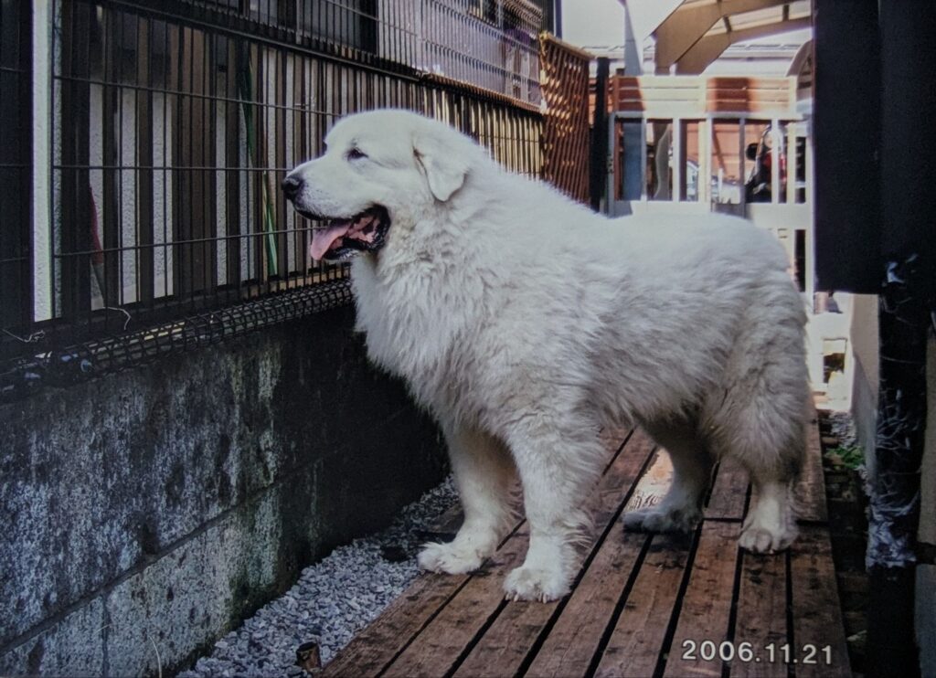 庭先で外を眺めるグレートピレニーズのバロン。凛々しい横顔。