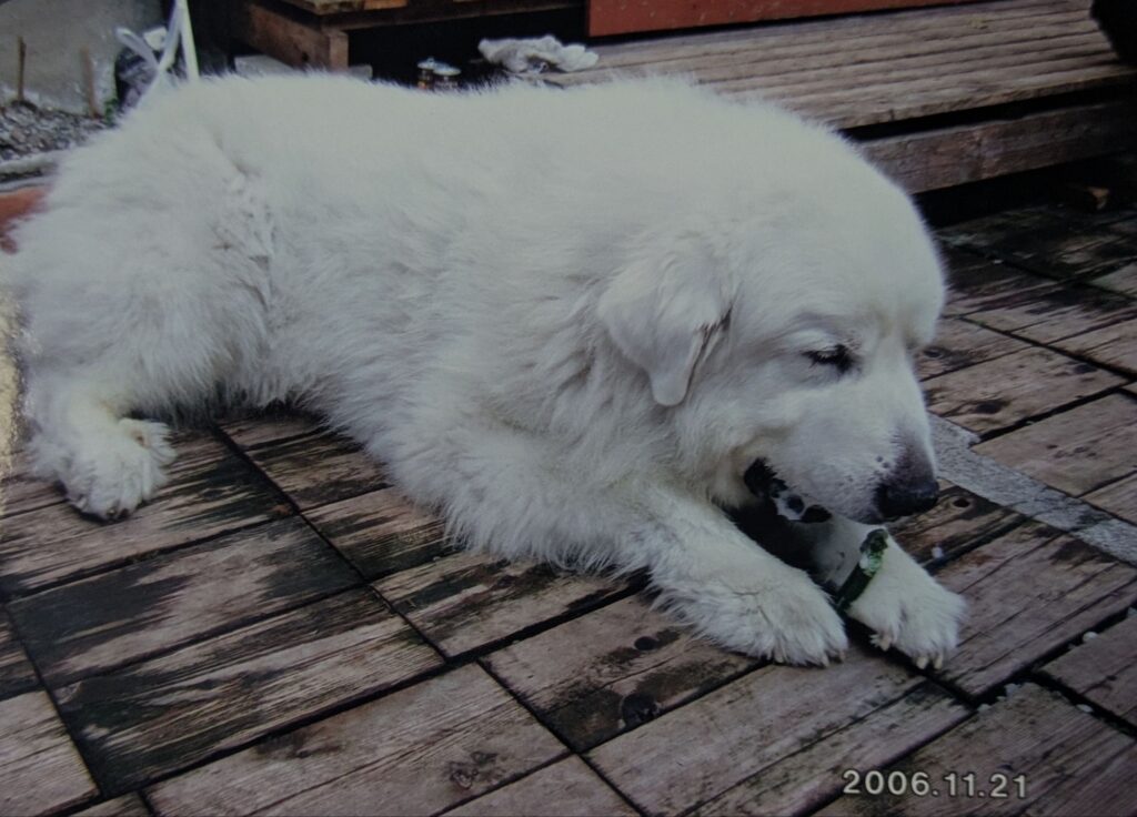 デッキでお気に入りのグリニーズをかじるバロン