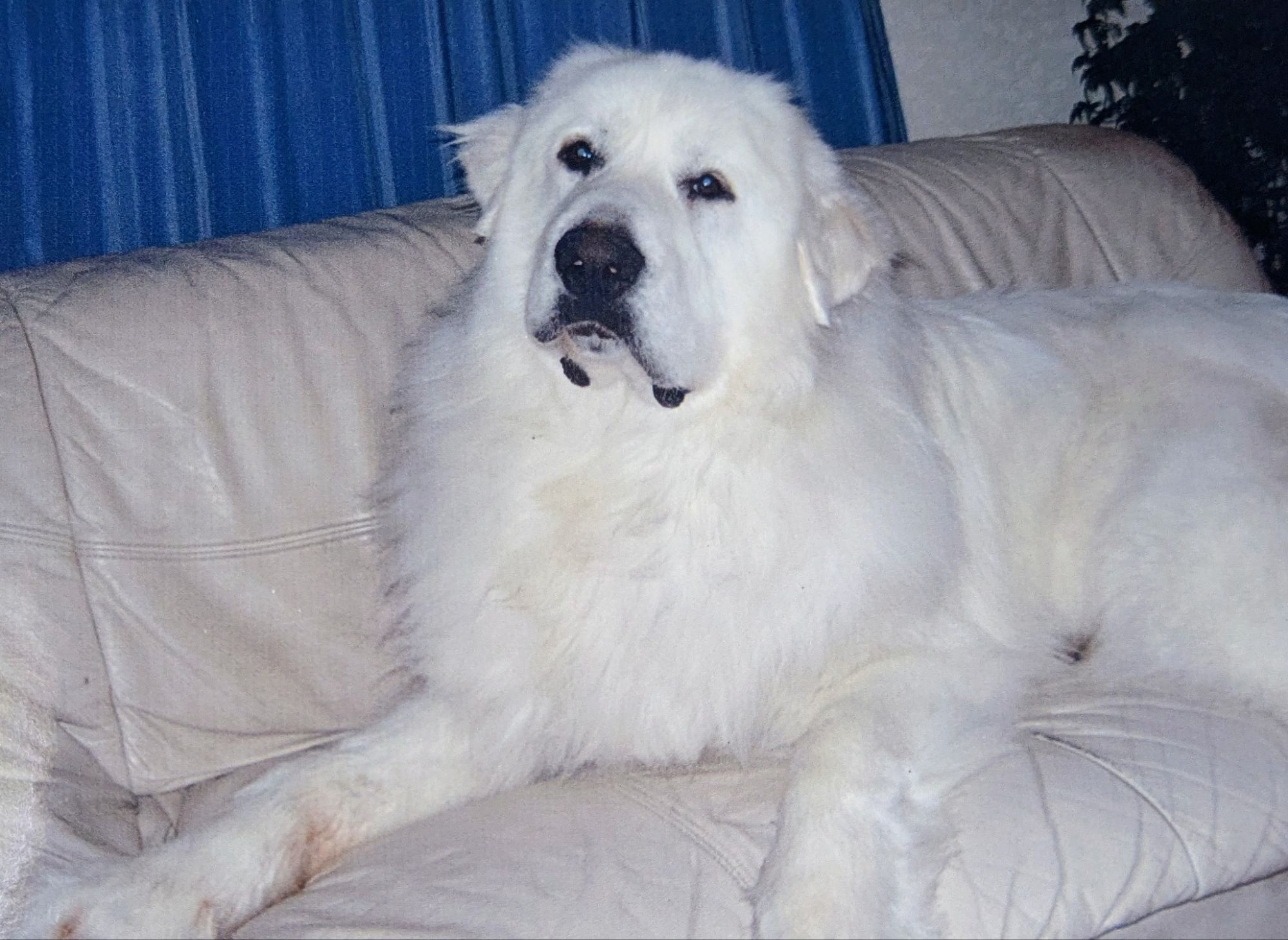 優しい表情でソファに座るグレートピレニーズのバロン