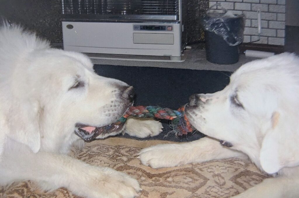 ロープのおもちゃをバロンとプリンが向かい合って引っ張って遊んでいる様子