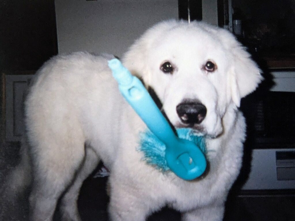 ブラシを口にくわえて得意げな表情のグレートピレニーズのバロン