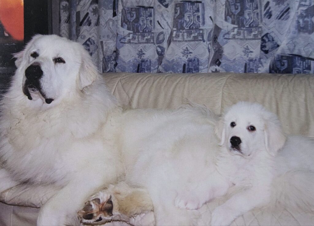 ソファで並んでくつろぐバロンと仔犬のプリン