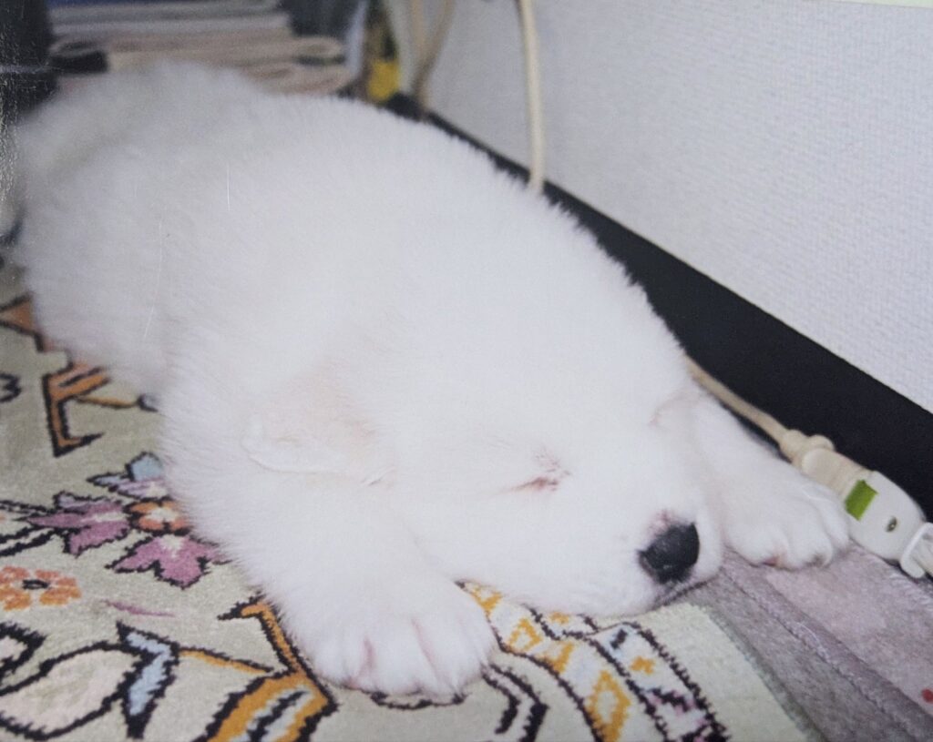 グレートピレニーズの仔犬バロンが幸せそうに寝ている姿