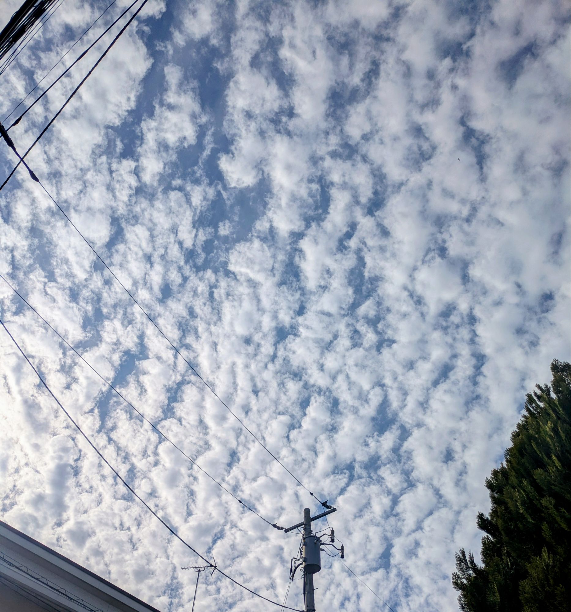 空一面に広がるひつじ雲と電柱｜秋の穏やかな空を切り取った風景