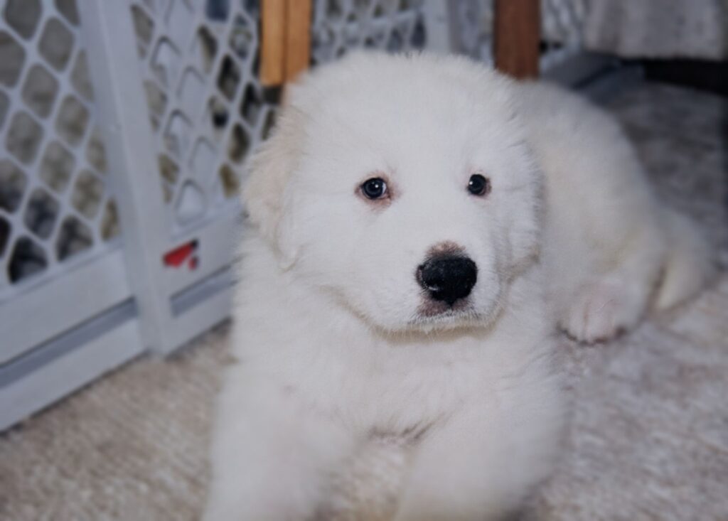 仔犬とは思えない風格のグレートピレニーズ、バロン