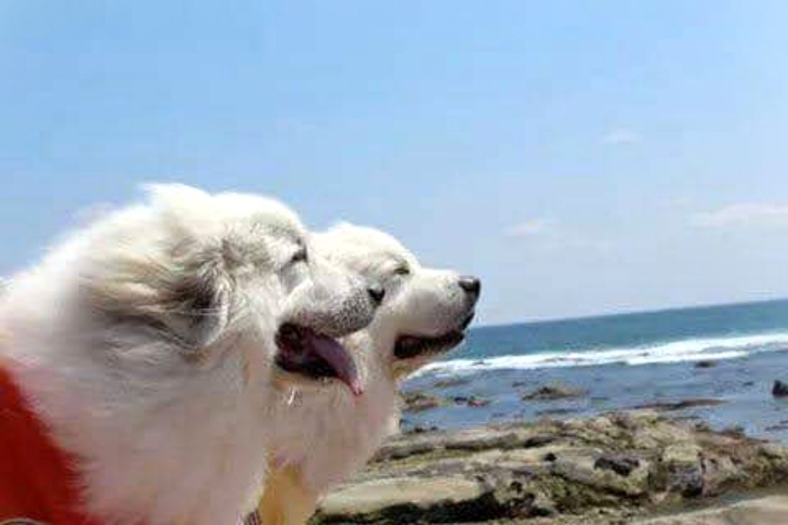 海辺で並んで風を感じるグレートピレニーズのルークとアンジュ。寄り添う二頭の横顔