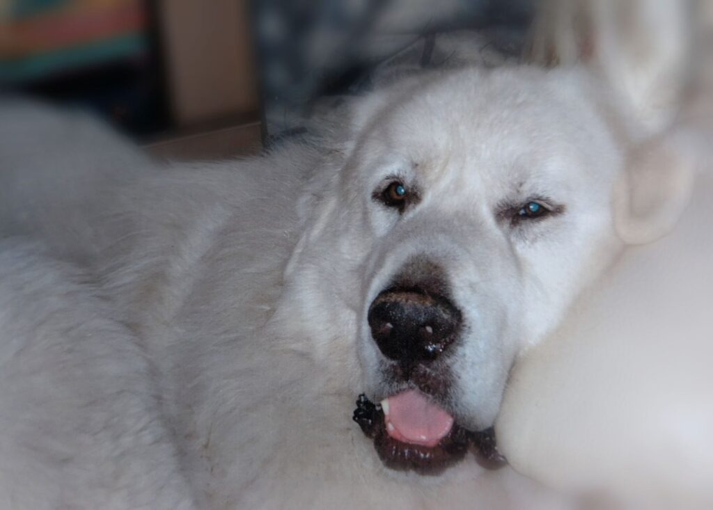 グレートピレニーズ、最愛のバロン