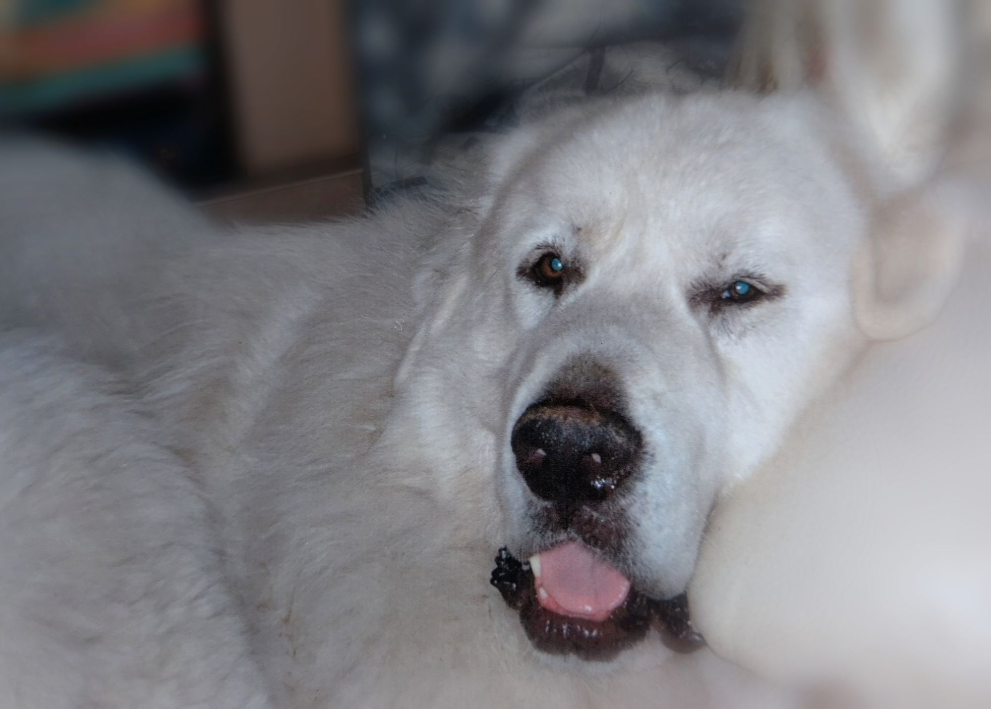 ソファに寝そべりながら優しい目でこちらを見るグレートピレニーズのバロン